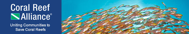 Golden sweepers (Parapriacanthus ransonneti), Indonesia, by Jeff Yonover