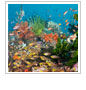 Unequivocal Action Needed to Avert Mass Marine Extinction