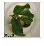 Project Update: Belize Mangrove Seedlings Are Healthy and Growing