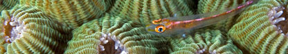 Goby on hard coral, Kimbe Bay, Papua New Guinea