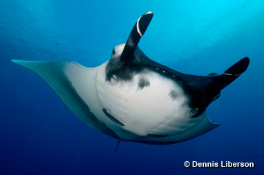 Manta ray (Manta birostris), Mexico by Dennis Liberson