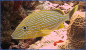 Bluestriped Grunt (Haemulon sciurus)