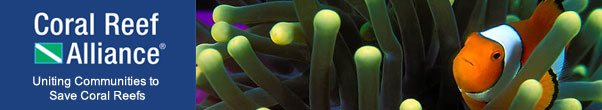 Anemonefish, Indonesia, by Douglas Richardson