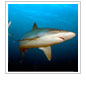 CORAL Campaigns to Protect Sharks