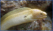 Goldentail Moray Eel (Gymnothorax miliaris)