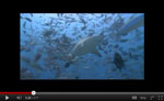 Shark Hope
