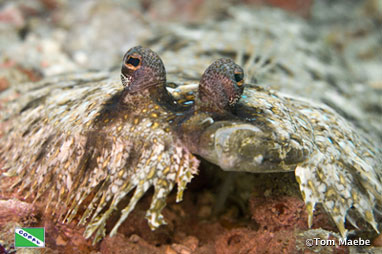 Peacock Flounder (Bothus mancus), Talikud Island in the Philippines
