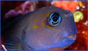 Midas Blenny (Ecsenius midas)