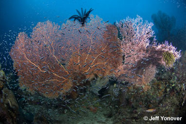 Reef scene, Fiji, by Jeff Yonover
