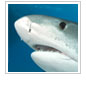 A challenge to save sharks