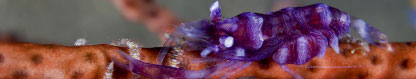 Unusual purple commensal shrimp (Pontonides unciger), Komodo, Indonesia