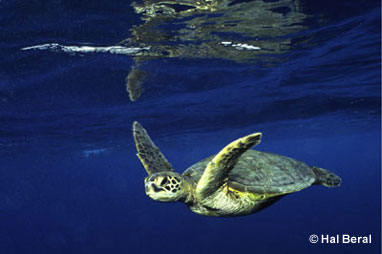 Green Sea Turtle (Chelonias mydas), Kauai, Hawaii, by Hal Beral