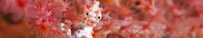 Pygmy Seahorse (Hippocampus bargibanti), Indonesia