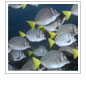 New Perspectives on MPA Performance: Linking Knowledge to Action
