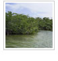 Working for Mangrove Protection at COP16