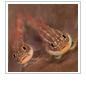 Pair of Fish