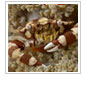 Crab
