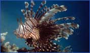 Common Lionfish (Pterois volitans)