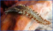 Bearded Fireworm (Hermodice carunculata)