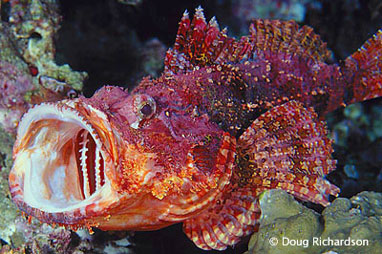 Scorpionfish