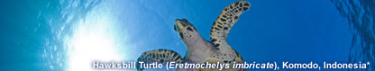 Hawksbill Turtle (Eretmochelys imbricate), Komodo, Indonesia
