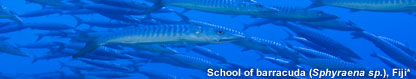 School of barracuda (Sphyraena sp.), Fiji