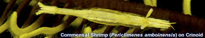 Commensal Shrimp on Crinoid (Periclimenes amboinensis)