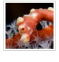Macro