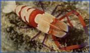 Commensal Emperor Shrimp (Periclimenes imperator)