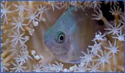Pale Damselfish and Leather Coral