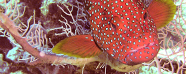 coral grouper