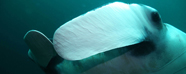 Manta closeup