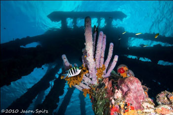Salt Pier in Bonaire by Jason Spitz