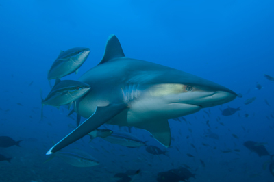 Sharks in Fiji by Jeff Yonover