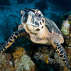 Hawsbill Turtle (Eretmochelys imbricata), Roatan, Honduras, by Jason Spitz