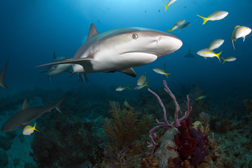 Caribbean Reef Shark, Bahamas, by Jeff Yonover