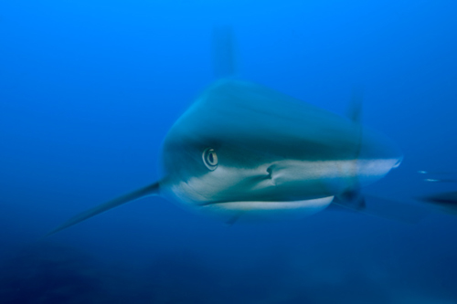 Bahamas shark by Jeff Yonover