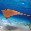 Stingray, Grand Cayman, by Jeremy Ellis