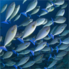 Bluetail Unicornfish (Naso caeruleacauda), Indonesia, by Jeff Yonover
