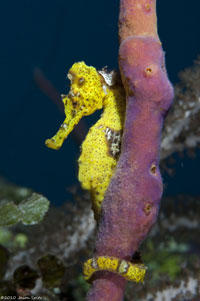 Seahorse by Jason Spitz