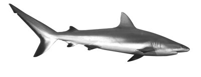 Shark