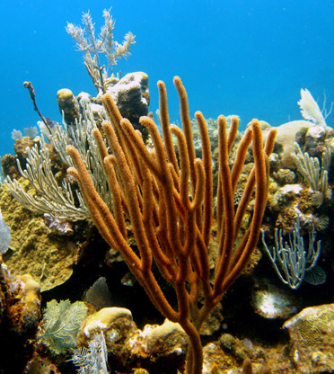 Roatan, Honduras