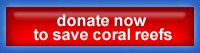 Donate Now to the Coral Reef Alliance