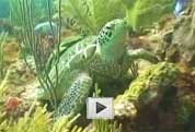 Akumal Video