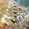 Christmas tree worms (Spirobranchus giganteus) by Isabelle Gauthier