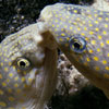 Sharptail eels (Myrichthys breviceps), by Dee Scarr