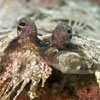 Peacock Flounder (Bothus mancus), Talikud Island in the Philippines, by Tom Maebe