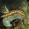 Nudibranch (Chromodoris kuniei), Raja Ampat, Indonesia, by Norm Vexler