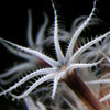 Xeniid soft coral, Anilau, Philippines by Dave Burdick