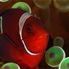 Xeniid soft coral, Anilau, Philippines by Dave Burdick